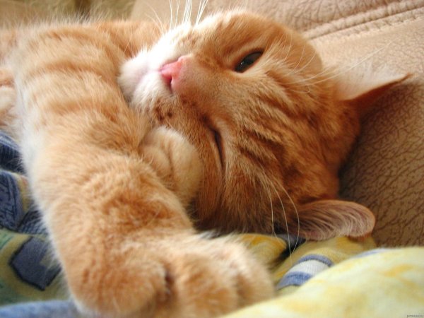 рыжего кота