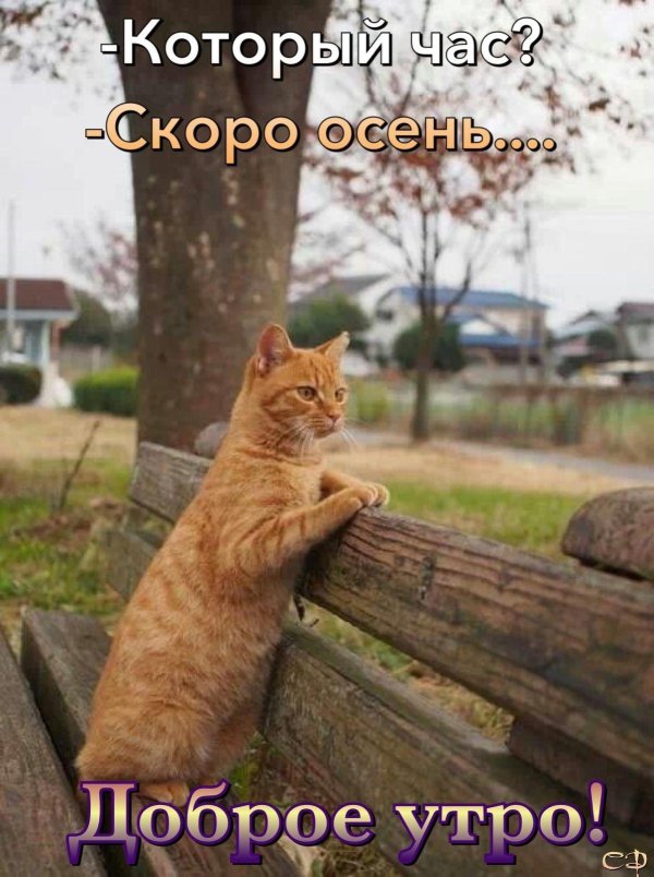 рыжего кота