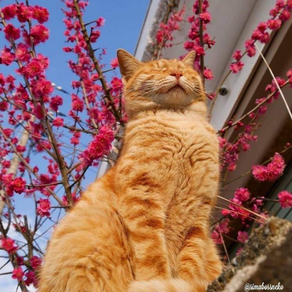 котёнок и весна