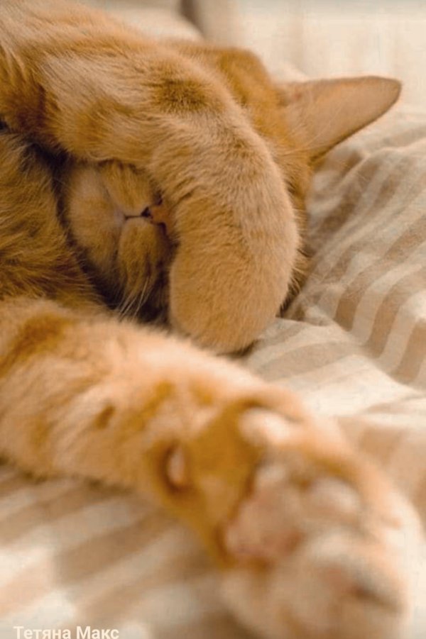 кошачий сон