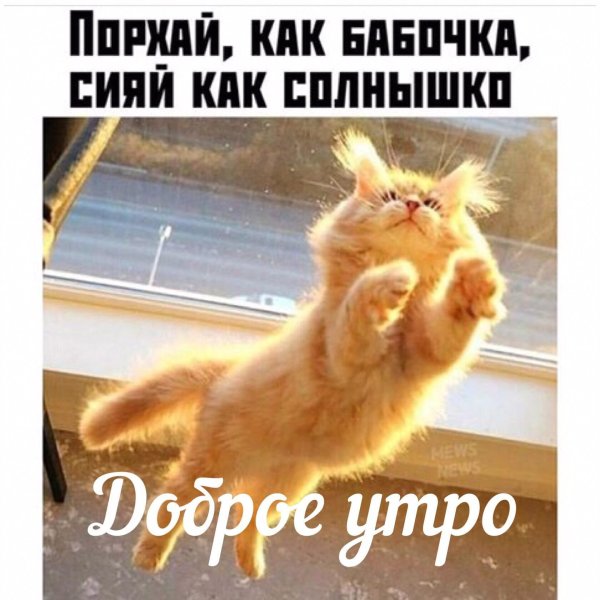 котёнок и солнышко