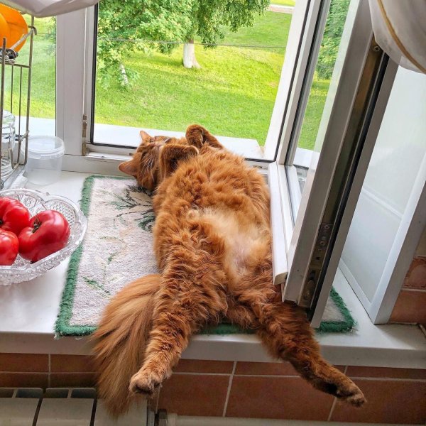 рыжий кот на подоконнике
