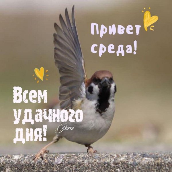 день воробья