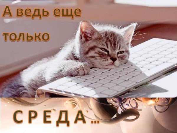 уставший кот