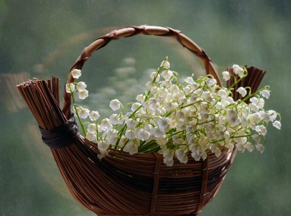 фрея ландыши