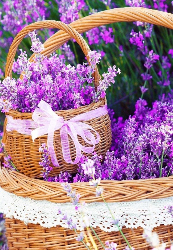 лаванда прованс