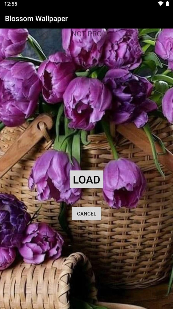 тюльпан дабл флэгг