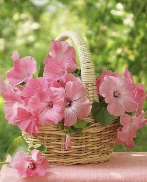 мальва лаватера