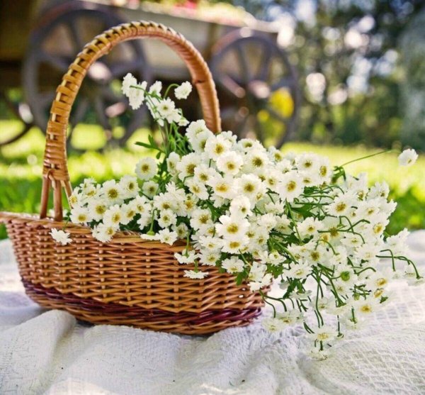 ромашки в корзине