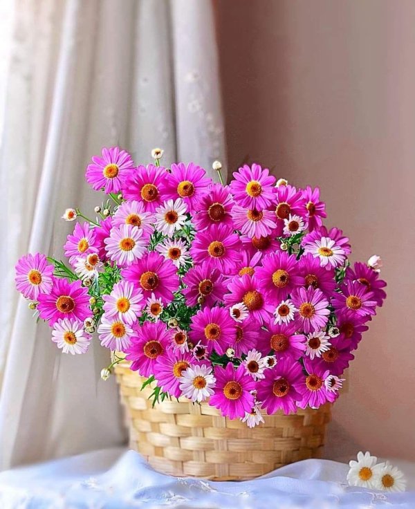 мезембриантемум искорки