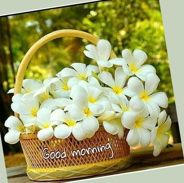 плюмерия белая