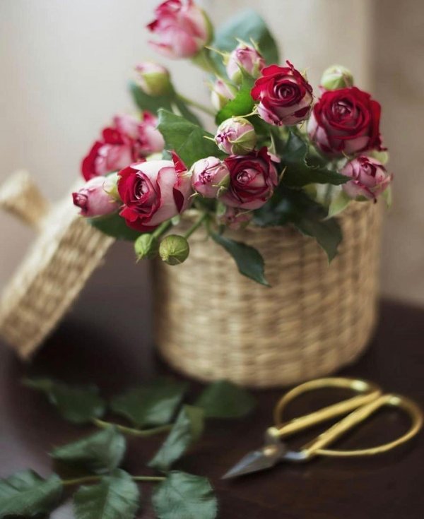 розы натюрморт