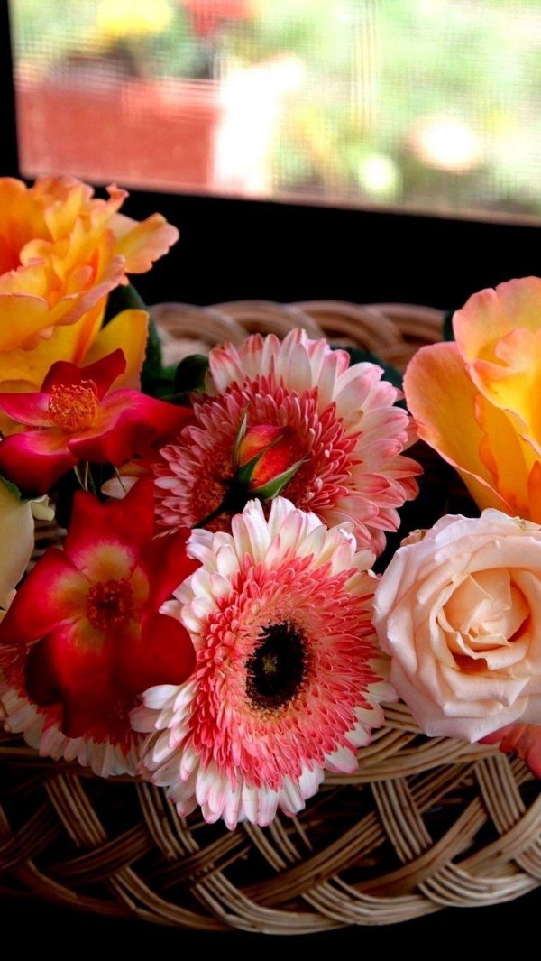 гербера джемсона садовая