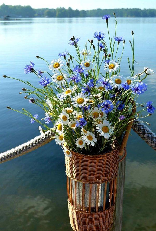 цветок полевой