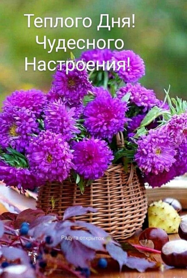 доброе утро астры