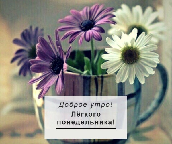 доброго утра понедельника лето