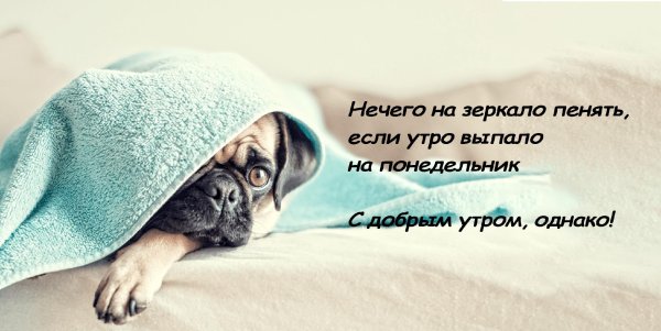 спящий мопс