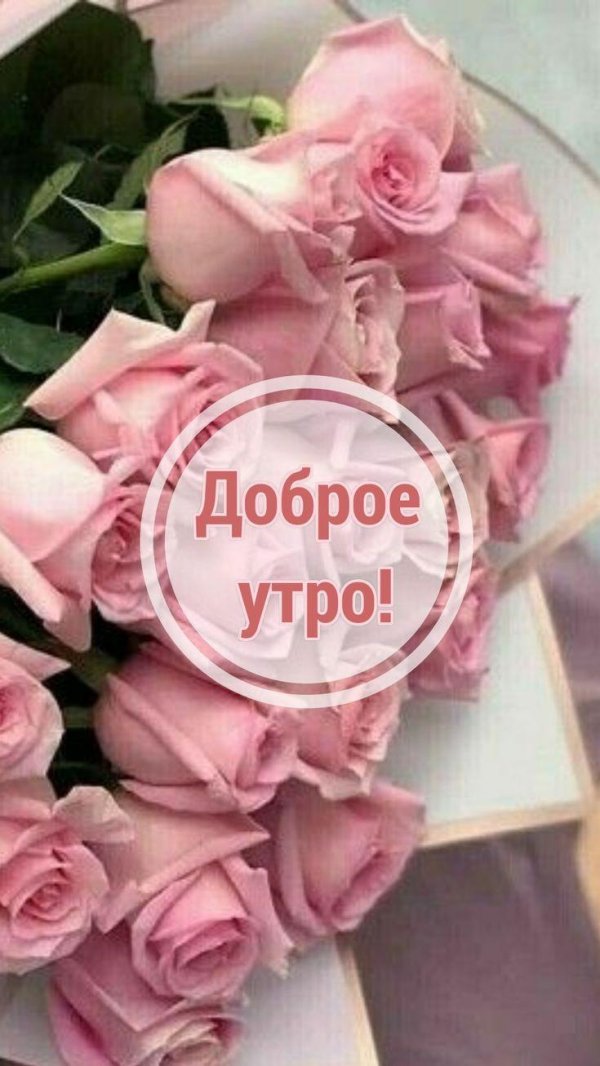 доброго утра розы