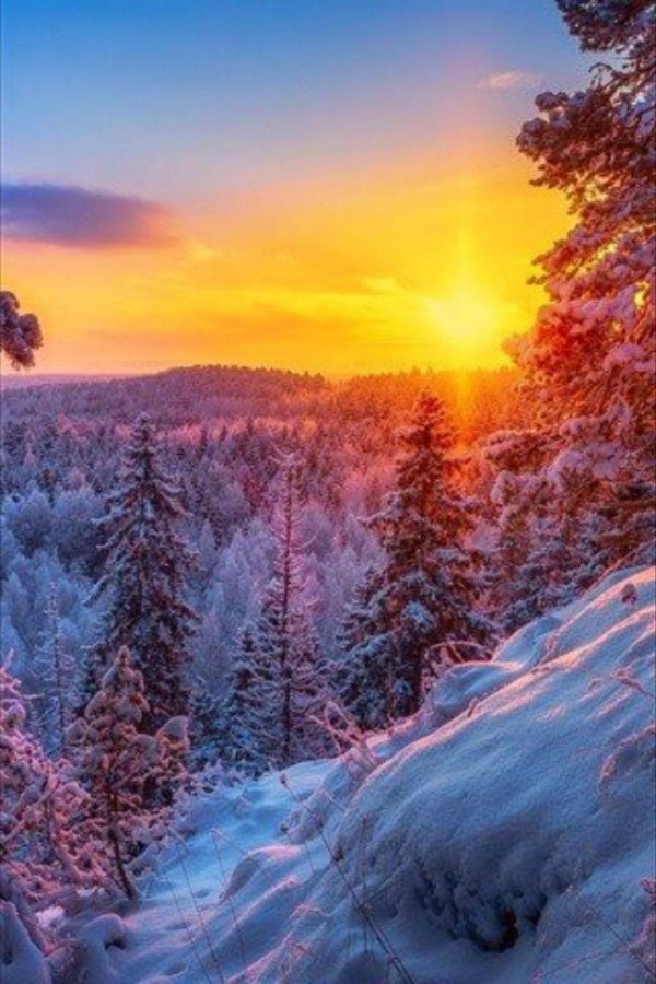 зимний закат в лесу