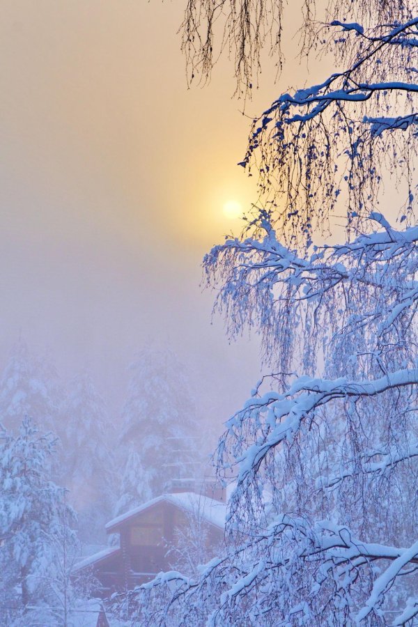 сказочный зимний лес