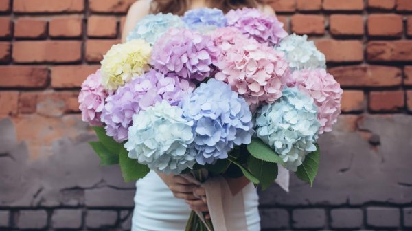 цветок гортензии