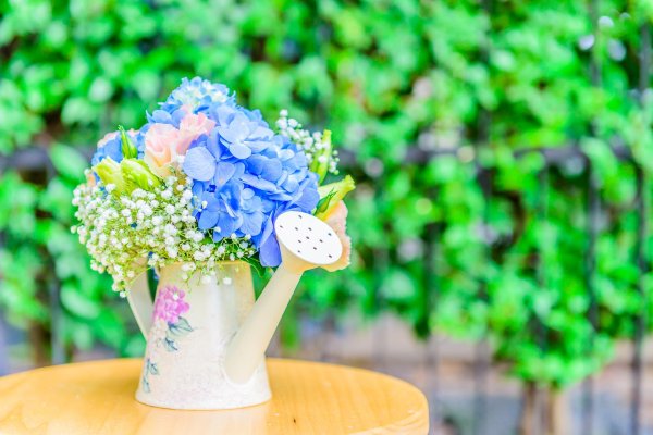 гортензия зеленая