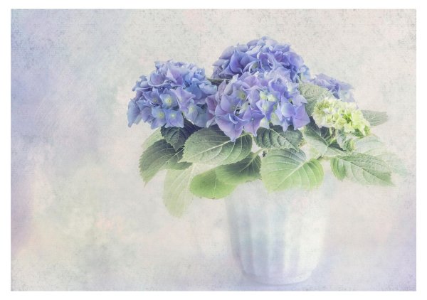 гортензия hydrangea