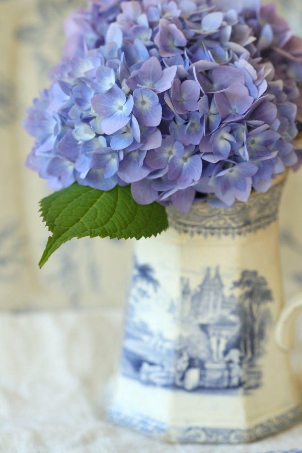 гортензия hydrangea