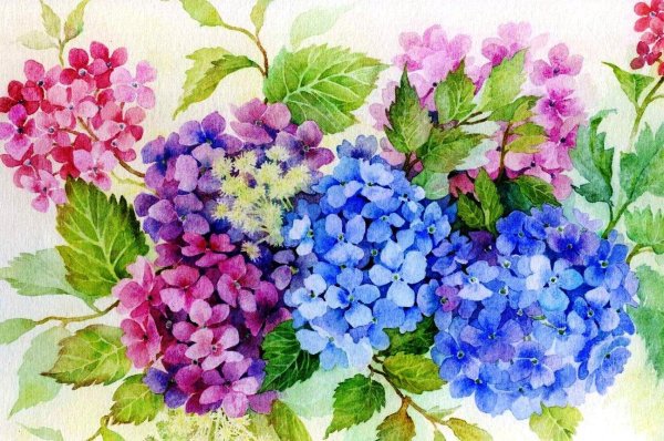 акварельные цветы