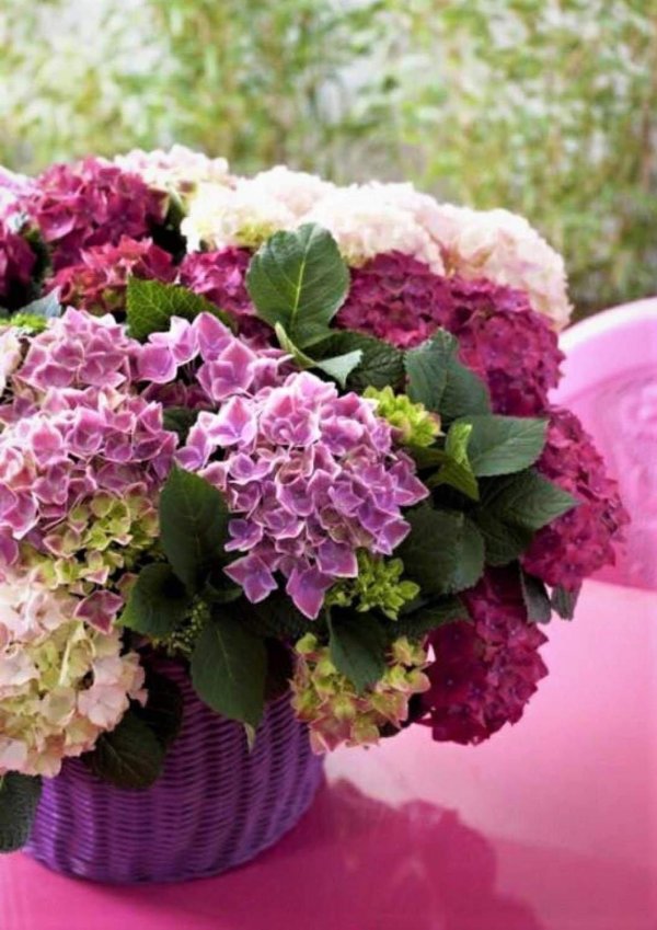 гортензия крупнолистовая