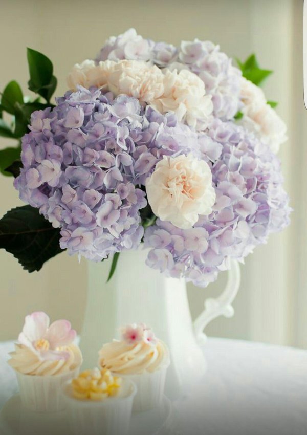 сиреневая гортензия