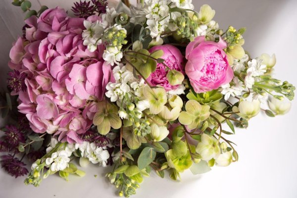 гортензия матиола ирис