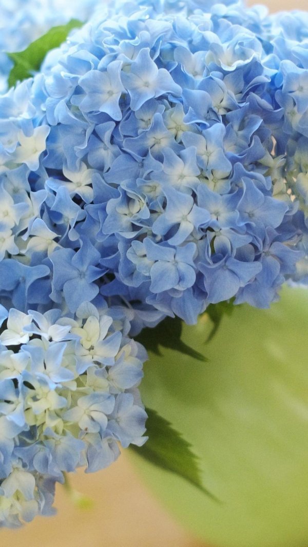 гортензии голубые
