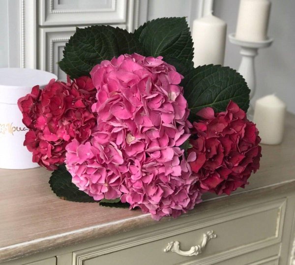 гортензия микс