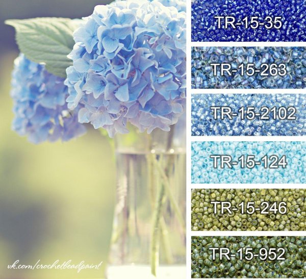 синие гортензии