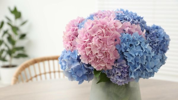 розовая гортензия