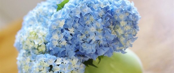 гортензии голубые