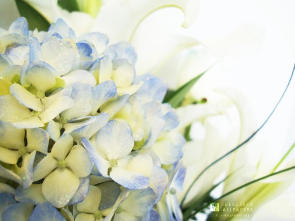 гортензия виола фрезия