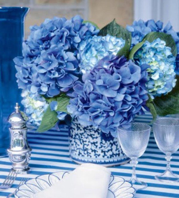 blue hydrangea