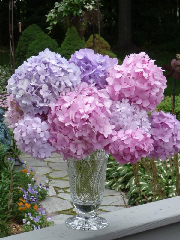 андрияки гортензия