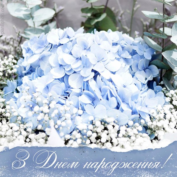 бело голубые цветы