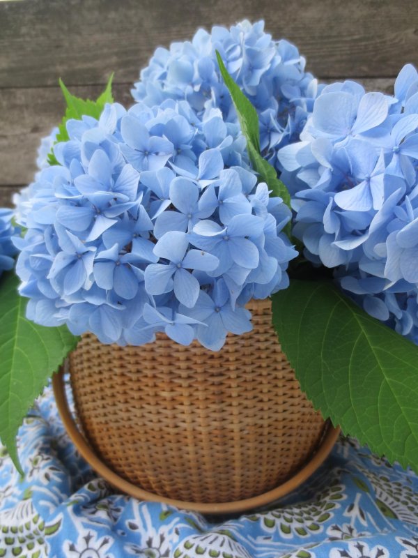 цветок гортензии