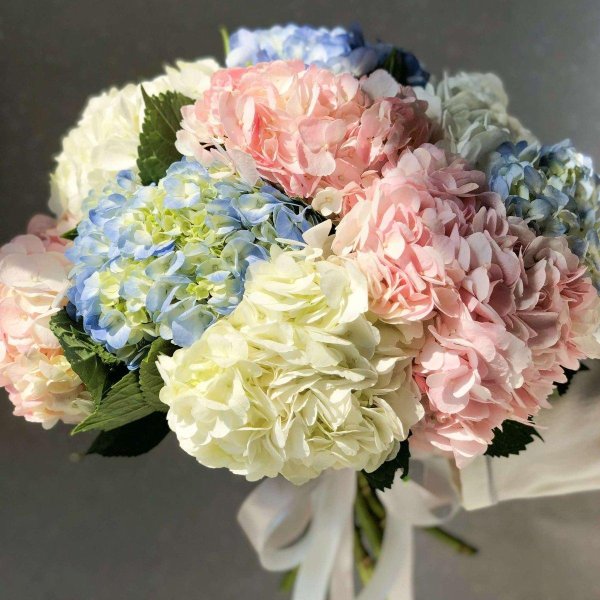 гортензия пионовидная