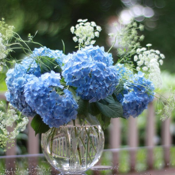 гортензия никко блю