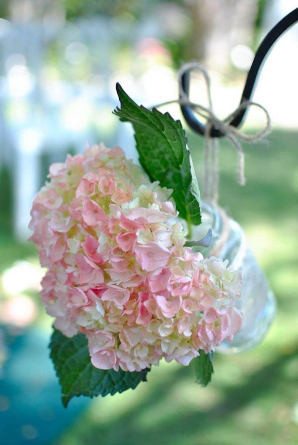 гортензии метельчатая