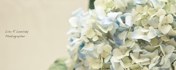 фотофон гортензия