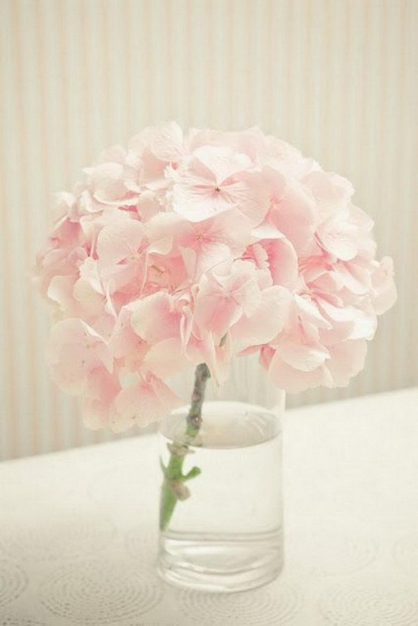 pink pretty гортензия