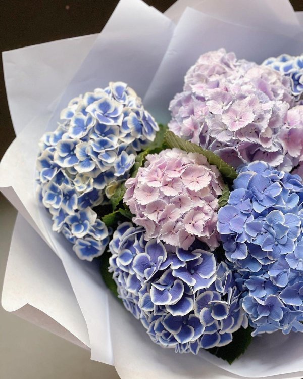 букет гортензий пастельные тонк