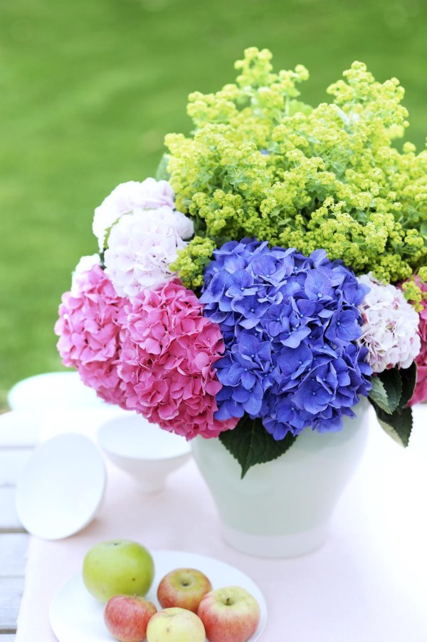 гортензия белла блю