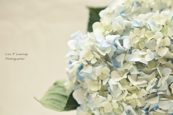 гортензии белые